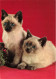 ANIMAUX & FAUNE - Chats - Carte Postale Ancienne - Cats