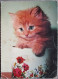 GERMANY DEUTSCHLAND MISC KITTEN CAT POSTKARTE ANSICHTSKARTE POSTCARD CARD CARTE POSTALE CP PC AK CARTOLINA - Donauwörth