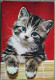 GERMANY DEUTSCHLAND MISC KITTEN CAT POSTKARTE ANSICHTSKARTE POSTCARD CARD CARTE POSTALE CP PC AK CARTOLINA - Donauwoerth