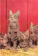 ANIMAUX & FAUNE - Chats - Carte Postale Ancienne - Cats