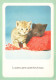 ANIMAUX & FAUNE - Chats - La Patience Guérit Souvent Bien Des Maux - Carte Postale Ancienne - Katzen