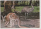 Australia VICTORIA VIC Kangaroo & Emu Greetings From WEDDERBURN Murfett P0029-4 Postcard C1970s - Sonstige & Ohne Zuordnung