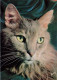 ANIMAUX & FAUNE - Chats - Carte Postale Ancienne - Katzen
