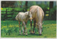 Australia VICTORIA VIC Mare & Foal Greetings From WEDDERBURN Murfett P0026-1 Postcard C1970s - Other & Unclassified
