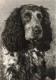 ANIMAUX & FAUNE - Chien - Cocker Spaniel  - Carte Postale Ancienne - Chiens