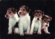 ANIMAUX & FAUNE - Chiens - Carte Postale Ancienne - Chiens