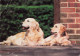 ANIMAUX & FAUNE - Chiens - Carte Postale Ancienne - Dogs