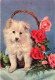 ANIMAUX & FAUNE - Chiens - Fleurs - Carte Postale Ancienne - Dogs