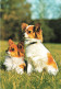 ANIMAUX & FAUNE - Chiens - Papillons - Carte Postale Ancienne - Dogs