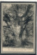 CPA (78) BUC - Thème: ARBRE - Aspect Du Chêne Louis XIV En 1918 - Buc