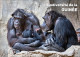 GUINEA 2023 - STATIONERY CARD - BIODIVERSITY - CHIMPANZEE CHIMPANZEES CHIMPANZE APES MONKEYS MONKEY APE SINGES - Chimpancés