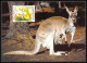 Delcampe - Liechtenstein - Carte Maximum (card) 2062 - 1182/1185 Jeux Olympiques Olympic Games SYDNEY 2000 Koala Kangouroo Animals - Estate 2000: Sydney