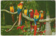 Macaws At The Avalon's Bird Park, Catalina Island, California - (CA, USA) - Ara/Parrot - Los Angeles