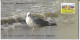 Heuglin's Gull @ Point Calimere, Migratory Birds @ Wildlife & Bird Sanctuary, Protected Wetland, Nature, Spl Cover 2024 - Meeuwen