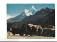 CPM  NEPAL AMADABLAM  AND YAK  (voir Timbre ) - Népal