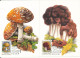 Hungary Mushrooms Maximum Card Budapest 30-12-1986 Complete Set Of 6 Very Nice Cards - Maximumkarten (MC)