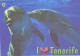 Tenerife Island Dolphins - Dauphins