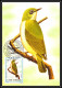 Delcampe - 56920 N°879/898 Oiseaux (birds) Sao S Tome E Principe Série Complète 22 Cartes Carte Maximum (card) Fdc édition 1983 - Verzamelingen, Voorwerpen & Reeksen