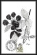 57082 TAXE N°53/61 Flore Baie Sauvage Flowers Flower Fleurs) édition Pujol - Cartes-Maximum (CM)