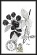 57082 TAXE N°53/61 Flore Baie Sauvage Flowers Flower Fleurs) édition Pujol - Maximumkarten (MC)