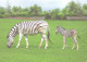 Zebra With Foal - Zebra's