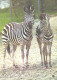 Steppe Zebra With Foal - Zebra's