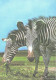 Eating Zebras, Equus Grevyi - Zebra's