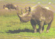 Rhinoceros And Buffalo - Neushoorn