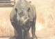 Rhinoceros In Zoo - Rhinocéros