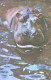 Hippopotamus In Water, 1973 - Flusspferde