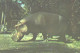 Hippopotamus In Zoo, Hipopotamo Amphibius - Hippopotames