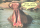 Yawning Hippopotamus - Flusspferde