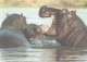 Hippopotamuses In Water - Hippopotames
