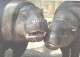 Happy Hippopotamuses - Hippopotamuses
