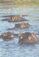 Hippopotamuses In Water - Hippopotamuses