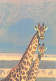 Looking Giraffes - Jirafas