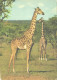 Giraffes In Africa - Girafes