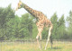 Giraffe, Giraffa Camelopardalis - Girafes