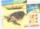 Sri Lanka:Ceylon:South West Coast, Turtle Hatchery - Turtles