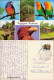 Ansichtskarte Walsrode Vogelpark 1979 - Walsrode