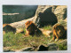 Lions In  HIGASHIYAMA ZOOLOGICAL GARDEN NAGOYA,  Animal Postcard - Lions