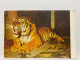 North East Tiger,  Animal Postcard - Tigers