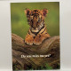 Tiger,  Animal Postcard - Tiger