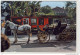 NEW ORLEANS - French Quarter, Sightseeing Carriage , Horse - New Orleans