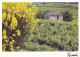 Agriculture --Vignes--2000 --Provence--Le Printemps Dans Les Vignes   Photo  J-F  ALESSANDRI - Vignes