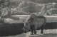 FRANCE - Paris - Parc Zoologique Du Bois De Vincennes - Le Rhinocéros D'Afrique - Carte Postale Ancienne - Parken, Tuinen