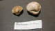 Lot De Fossiles Anciens -provenance ? - Fossilien