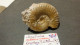 Lot De Fossiles Anciens -provenance ? - Fossilien