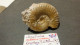 Lot De Fossiles Anciens -provenance ? - Fossils