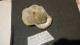 Delcampe - Lot De Fossiles Anciens -provenance ? - Fossils